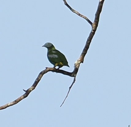 Walik kepala-kelabu (Ptilinopus hyogastrus)
