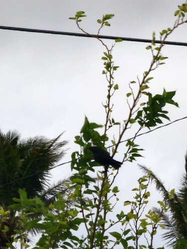 Aplonis opaca observed 2026-08-19