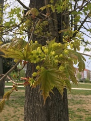 Acer platanoides
