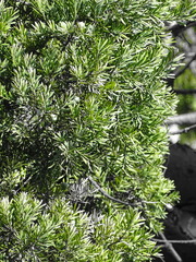 Afrocarpus falcatus