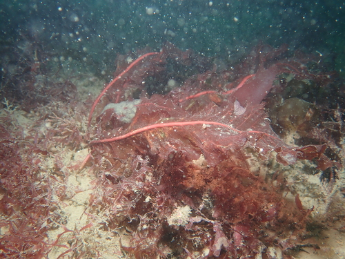 Delesseria observed 2026-08-15