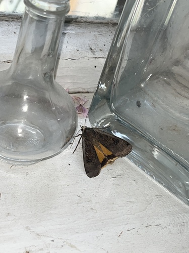 Large Yellow Underwing