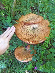 Cerioporus squamosus