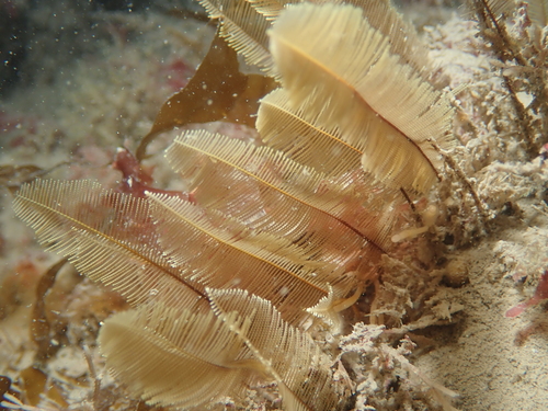 Gymnangium observed 2026-08-15