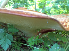 Cerioporus squamosus