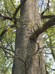 Acer platanoides