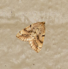 Thallophaga hyperborea