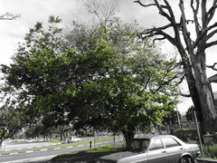 Magnoliopsida