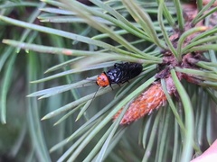 Acantholyda erythrocephala