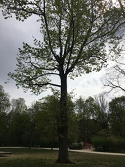 Acer platanoides