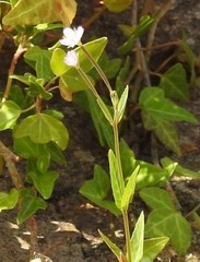 Epilobium collinum