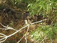 Phoenicurus ochruros