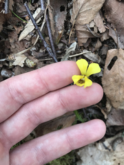 Viola pubescens