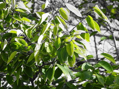 Magnoliopsida