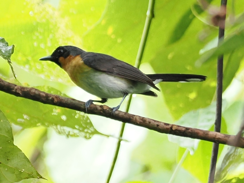 Kehicap kacamata (Symposiachrus bimaculatus)