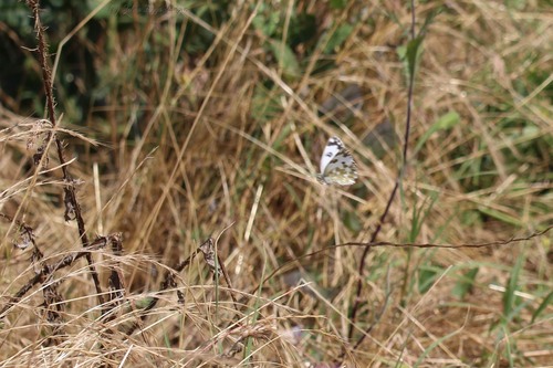 Eastern Bath White