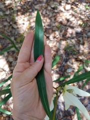 Asimina angustifolia