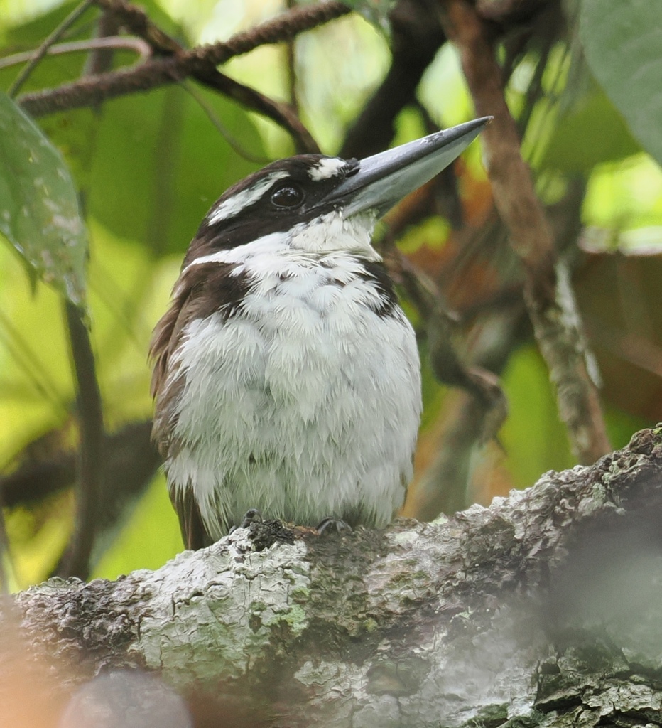Cekakak murung (Todiramphus funebris)