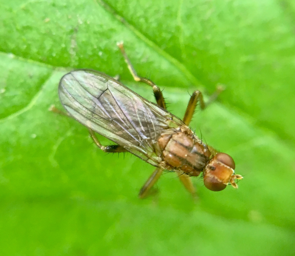 Large Mantis Dung Fly