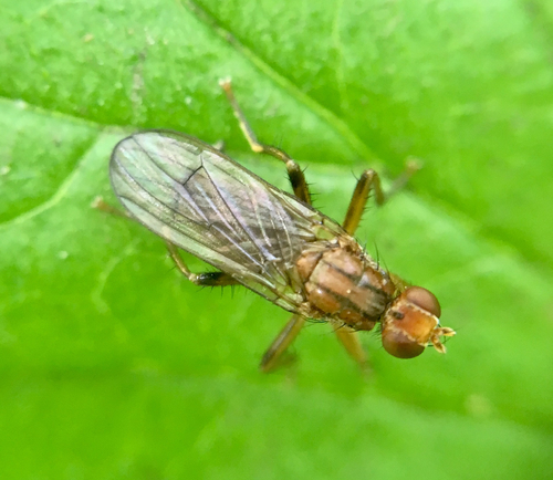 Large Mantis Dung Fly