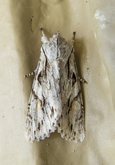 Egira crucialis