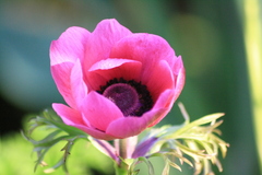 Anemone