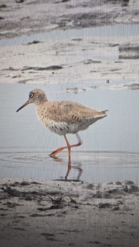 Common Redshank