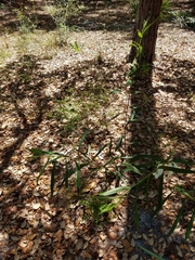 Asimina angustifolia