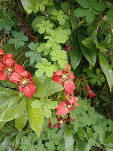 Tropaeolum speciosum, photograph 1