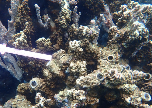 Millepora exaesa observed 2026-03-19