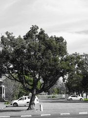 Afrocarpus falcatus
