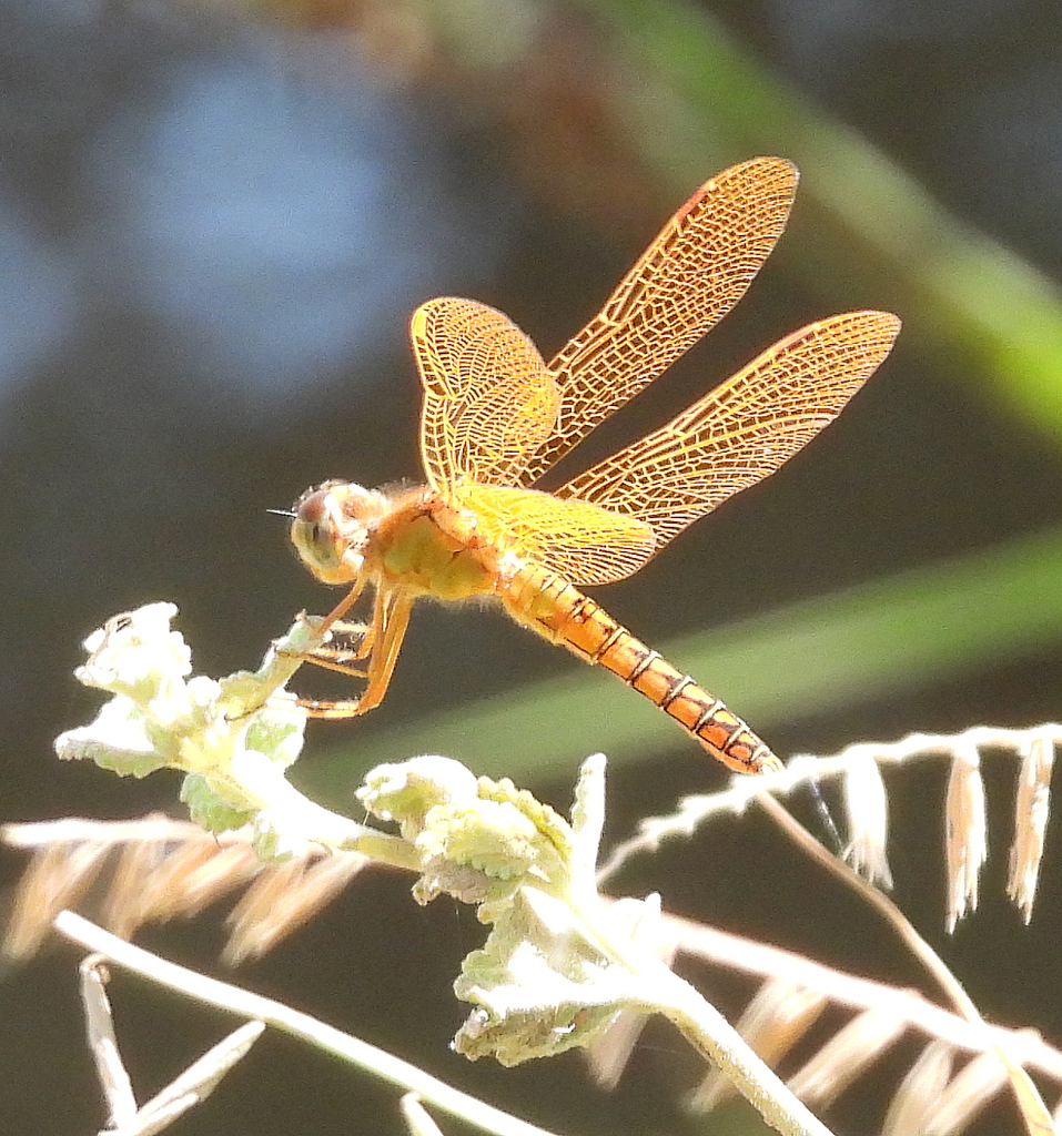 Perithemis intensa × tenera