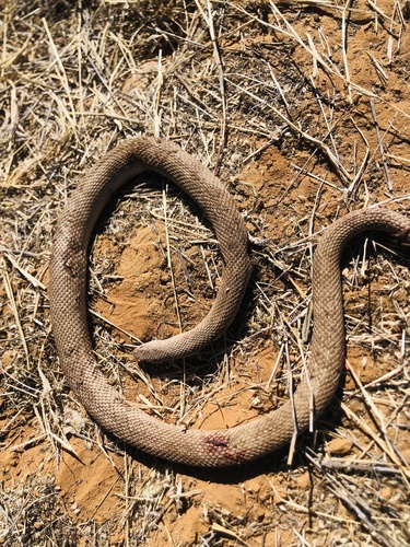 Mole Snake