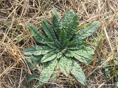 Echium vulgare pustulatum