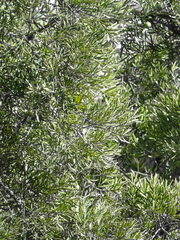 Afrocarpus falcatus