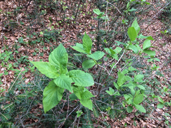 Lonicera alpigena