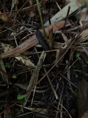 Cynops ensicauda popei