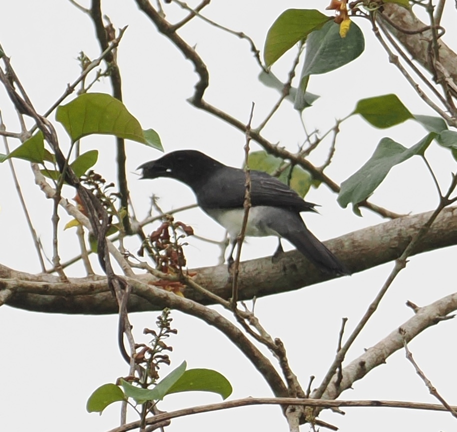 Kepudang-sungu maluku (Coracina atriceps)