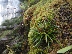 Libertia pulchella, photograph author not stated, no rights reserved