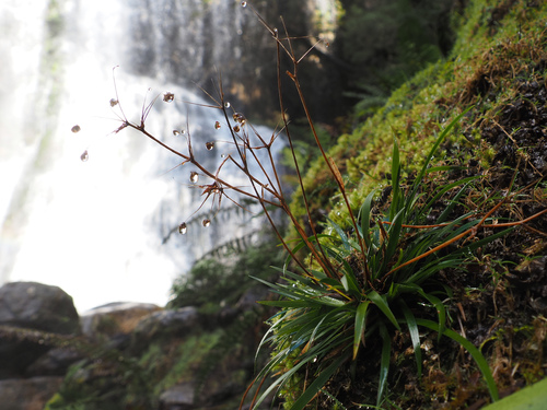 Libertia pulchella, photograph 3
