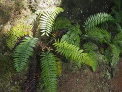Polystichum proliferum, photograph author not stated, no rights reserved