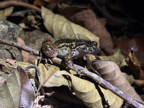Limnonectes conspicillatus