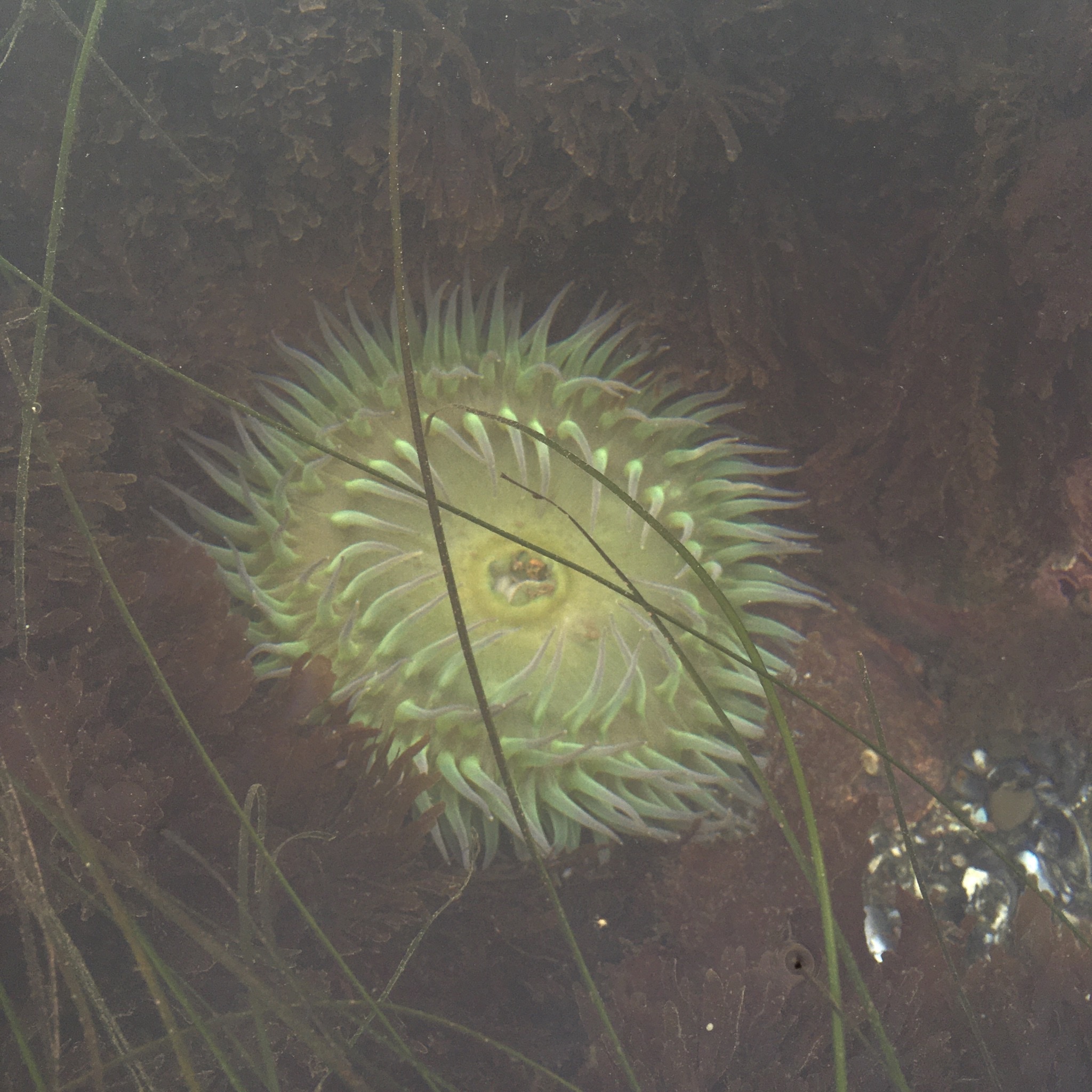 giant green anemone, giant green sea anemone, giant tidepool anemone, great green anemone, grüne riesenanemone