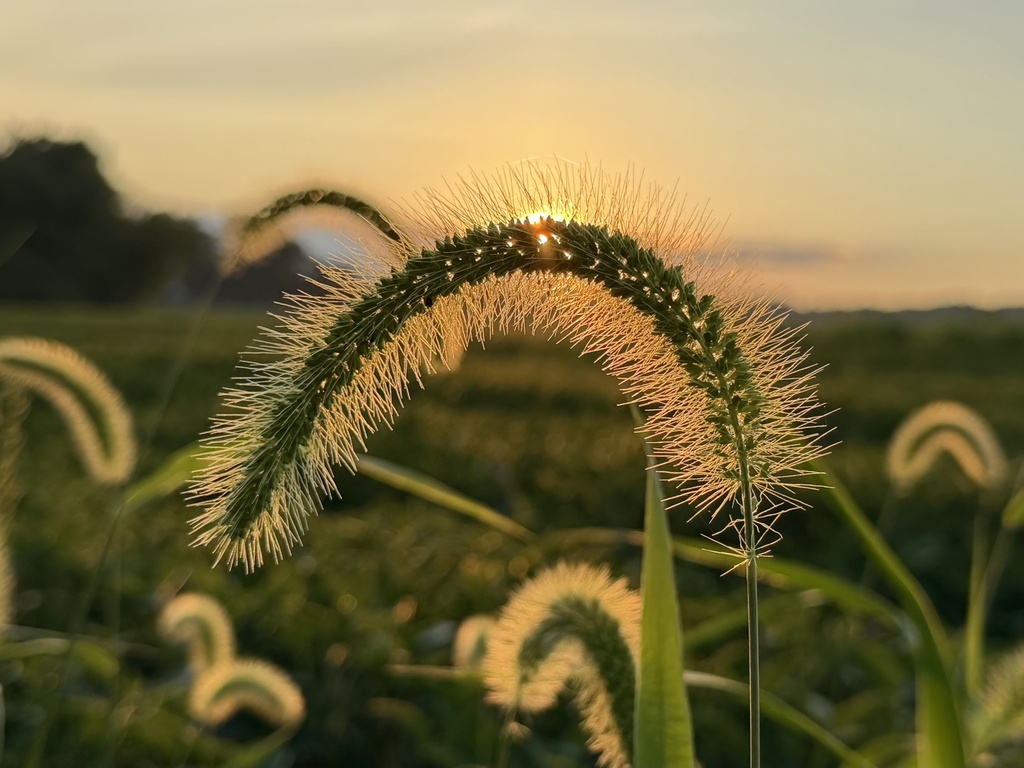 giant foxtail