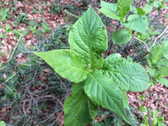 Lonicera alpigena