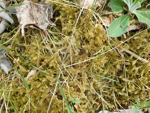 Garbanotoji kerėža