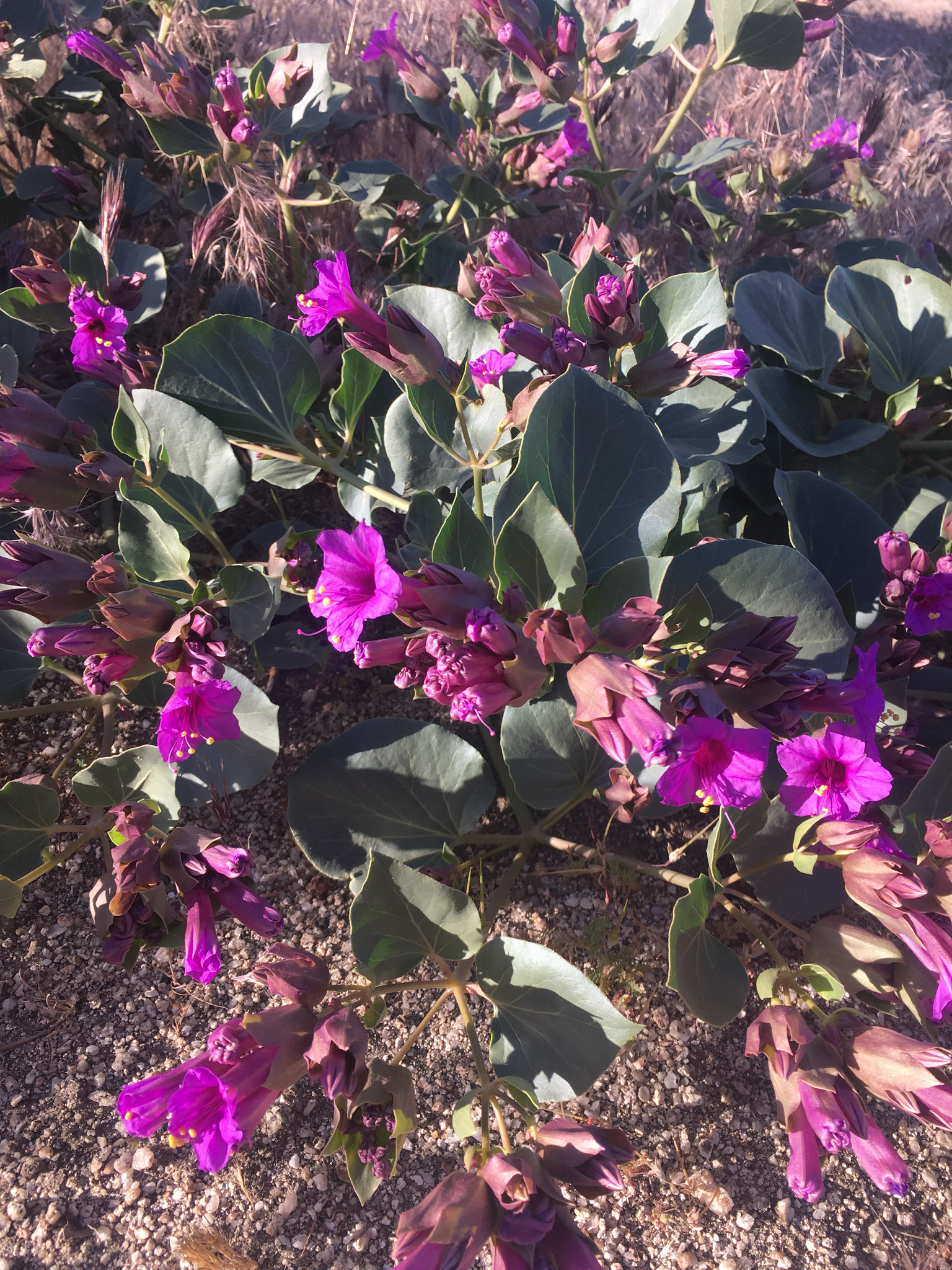 Mirabilis multiflora var. pubescens