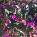 Mirabilis multiflora pubescens - Photo (c) leslie_fs，保留部份權利CC BY-NC