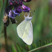 Cryptic Wood White - Photo (c) Owen Beckett, some rights reserved (CC BY-NC-ND), uploaded by Owen Beckett