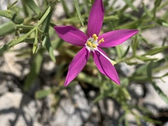 Zeltnera calycosa